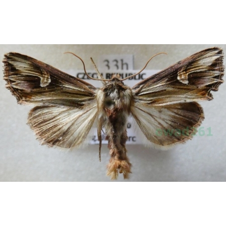 Actinotia polyodon (Clerck, 1759) Cmucha przejrzysta, przydrożnica dziurawcówka Czech33h